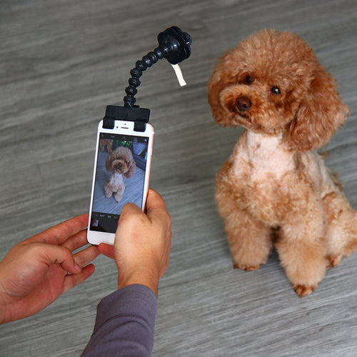 Pet Selfie Stick for Dogs Cat photography tools Pet Interaction Toys Concentrate Training Supplies Dog Accessories Dropshipper 4